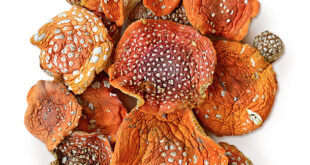 В чем польза сушеных лечебных грибов?