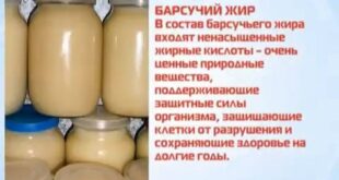 Барсучий жир: лечебные свойства и применение